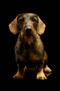 Sevimli bir Dachshund 'un stüdyoda durup kameraya nasıl baktığı.