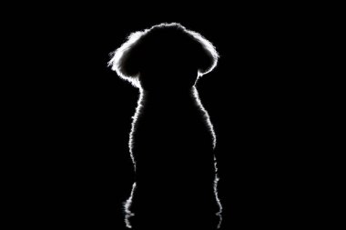 Tatlı Bolonez bir köpeğin silueti oturuyor.