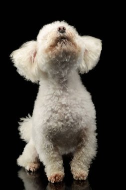 Studio shot of a lovely Bolognese standing with flying ears 