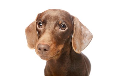 Kameraya tuhaf bir şekilde bakan sevimli bir Dachshund portresi.