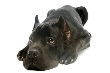 Studio shot of a lovely cane corso puppy lying and looking tired