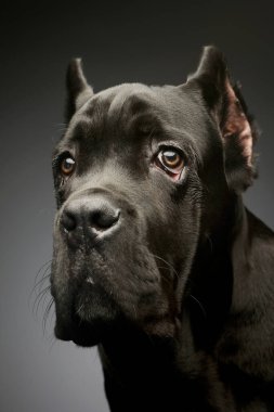 Portrait of a lovely cane corso puppy looking sad