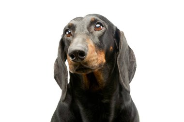 Portrait of an adorable Dachshund looking up curiously