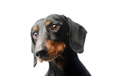 Portrait of a lovely Dachshund looking curiously