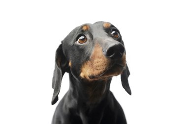 Güzel bir Dachshund 'un portresi merakla yukarı bakıyor.