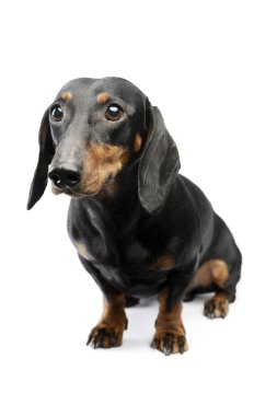 Studio shot of an adorable Dachshund sitting and looking shy