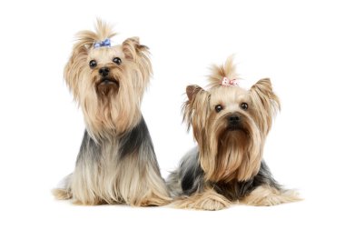 Studio shot of two adorable Yorkshire Terriers sitting on white background