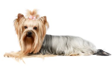 Studio shot of an adorable Yorkshire Terrier yorkie lying and looking curiously at the camera with cute ponytail