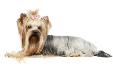 Studio shot of an adorable Yorkshire Terrier yorkie lying and looking curiously at the camera with cute ponytail