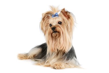 Beyaz arka planda duran şirin at kuyruklu Yorkshire Terrier Yorkie 'nin stüdyo fotoğrafı. 