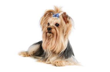 Beyaz arka planda duran şirin at kuyruklu Yorkshire Terrier Yorkie 'nin stüdyo fotoğrafı. 