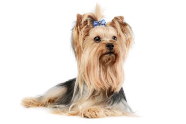 Beyaz arka planda duran şirin at kuyruklu Yorkshire Terrier Yorkie 'nin stüdyo fotoğrafı. 