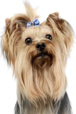 Portrait of an adorable Yorkshire Terrier yorkie looking up curiously with cute ponytail