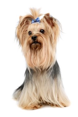 Studio shot of an adorable Yorkshire Terrier yorkie sitting on white background with cute ponytail