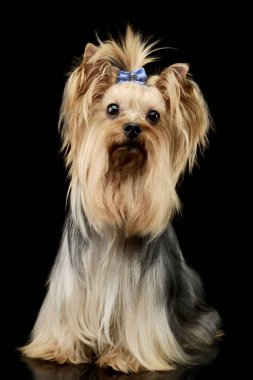 Studio shot of an adorable Yorkshire Terrier yorkie sitting and looking curiously with cute ponytail