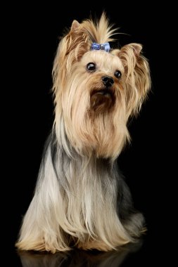 Studio shot of an adorable Yorkshire Terrier yorkie sitting and looking curiously with cute ponytail