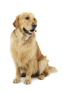 Studio shot of a lovely Golden Retriever sitting with hanging tongue