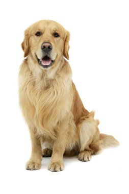 Dili sarkık bir Golden Retriever 'ın stüdyo fotoğrafı.