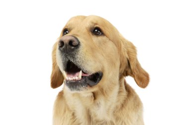 Tatmin olmuş bir Golden Retriever portresi.