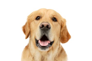 Tatmin olmuş bir Golden Retriever portresi.