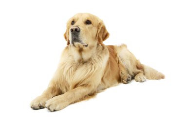 Güzel bir Golden Retriever 'ın beyaz arka planda yatarken ve merakla bakarken çekilmiş bir fotoğrafı.