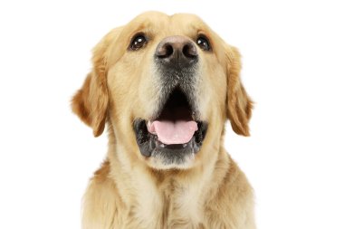 Tatmin olmuş bir Golden Retriever portresi.