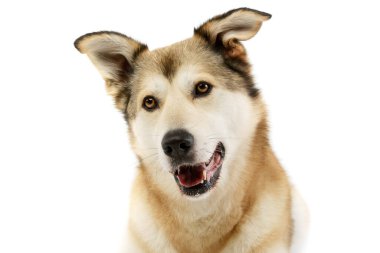 Tatmin olmuş bir melez köpeğin portresi.