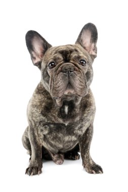 Studio shot of a beautiful French Bulldog sitting and looking curiously at the camera