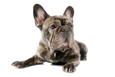Studio shot of a beautiful French Bulldog lying and looking satisfied