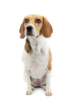 Studio shot of an adorable Beagle sitting and looking curiously in white studio