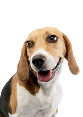 Tatmin olmuş güzel gözlü sevimli bir Beagle portresi.