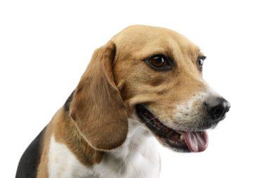 Portrait of an adorable Beagle with beautiful eyes looking satisfied