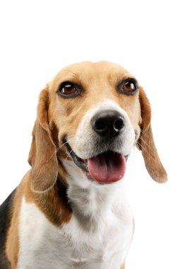 Portrait of an adorable Beagle with beautiful eyes looking satisfied