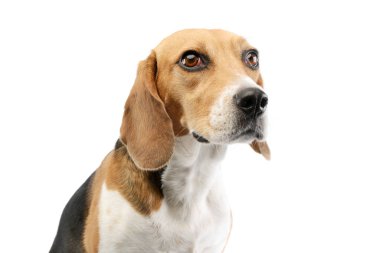 Portrait of an adorable Beagle with beautiful eyes looking curiously