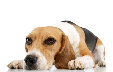 Studio shot of an adorable Beagle lying and looking curiously