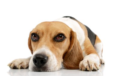 Studio shot of an adorable Beagle lying and looking curiously