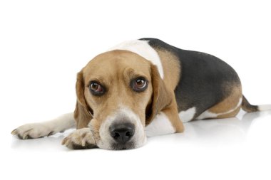 Studio shot of an adorable Beagle lying and looking tired