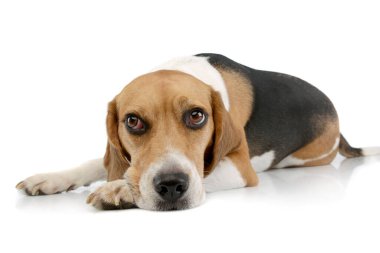 Studio shot of an adorable Beagle lying and looking tired