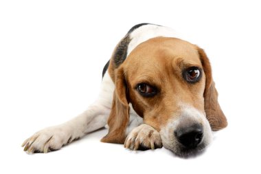 Studio shot of an adorable Beagle lying and looking tired