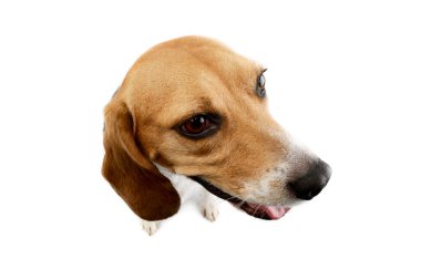 Studio shot of an adorable Beagle sitting and looking satisfied 