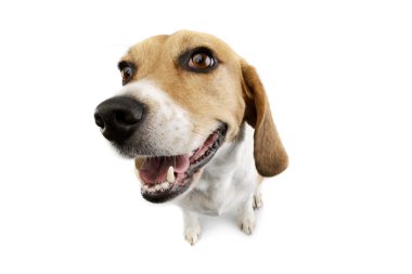 Oturan ve memnun görünen sevimli bir Beagle 'ın stüdyo fotoğrafı. 