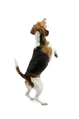 Studio shot of an adorable Beagle playing with great enthusiasm
