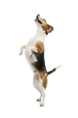 Studio shot of an adorable Beagle playing with great enthusiasm