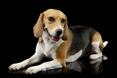 Studio shot of an adorable Beagle lying and looking satisfied on balck background
