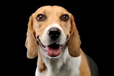 Portrait of an adorable Beagle with beautiful eyes looking satisfied