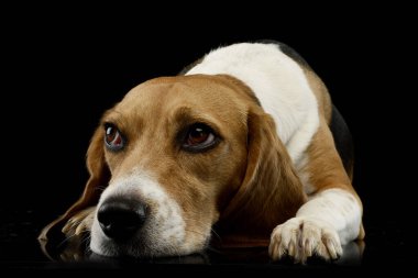 Studio shot of an adorable Beagle lying and looking tired