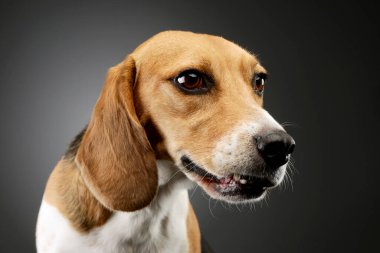 Portrait of an adorable Beagle looking curiously out of the picture