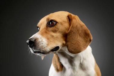 Portrait of an adorable Beagle looking curiously out of the picture