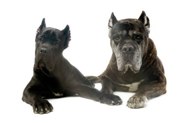 Studio shot of two adorable Cane corsos lying and looking curiously
