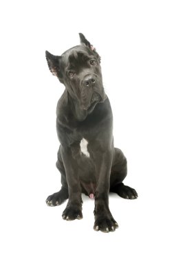Studio shot of an adorable Cane corso sitting and looking with begging eyes